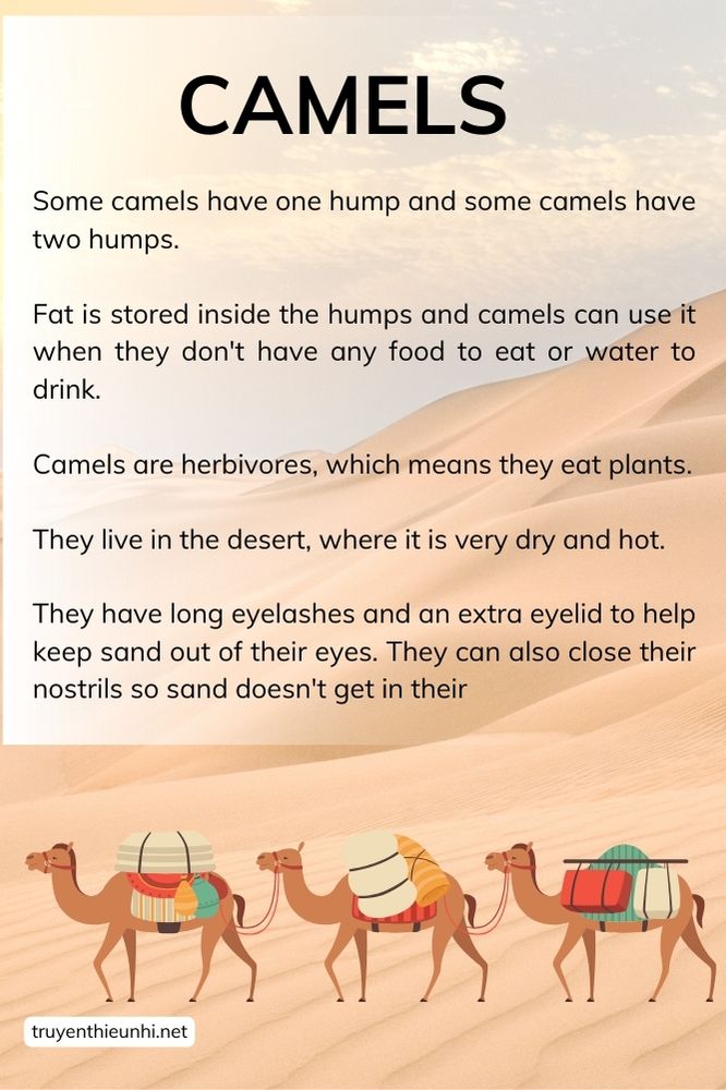 Thuyết trình tiếng Anh Con lạc đà CAMELS