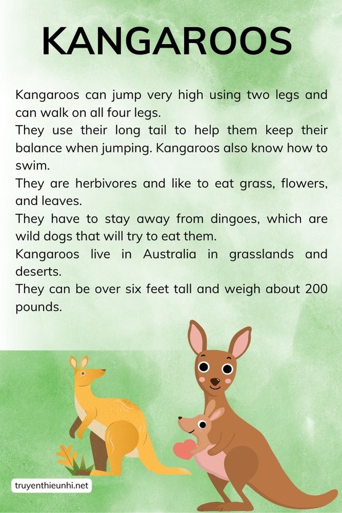 Thuyết trình tiếng Anh về động vật Kangaroos