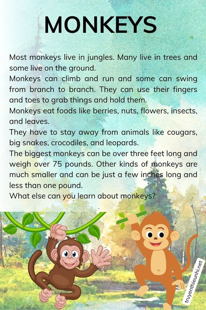 Tiếng Anh thuyết trình về loài khỉ Monkeys