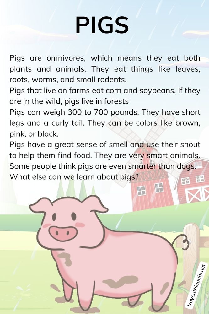 Thuyết trình tiếng Anh về loài lợn PIGS