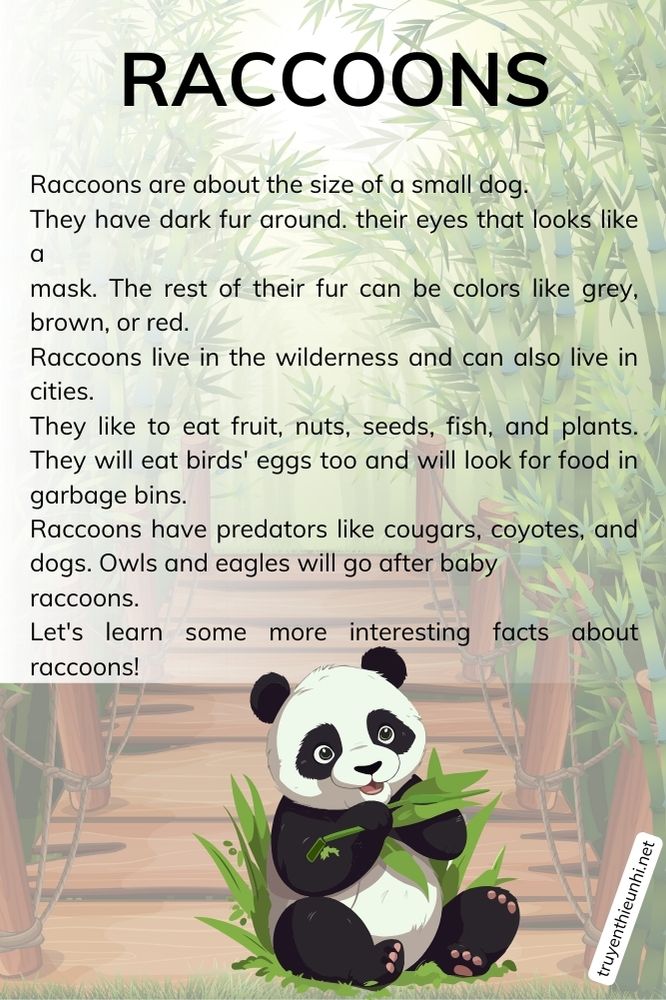 Thuyết trình tiếng Anh về loài gấu trúc RACCOONS