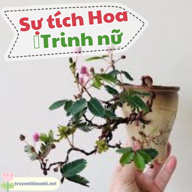 Truyện cổ tích Sự tích Hoa Trinh Nữ